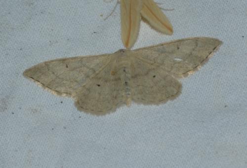Idaea straminata
